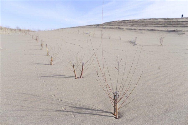 有图有真相：你在蚂蚁森林种的树发芽了！